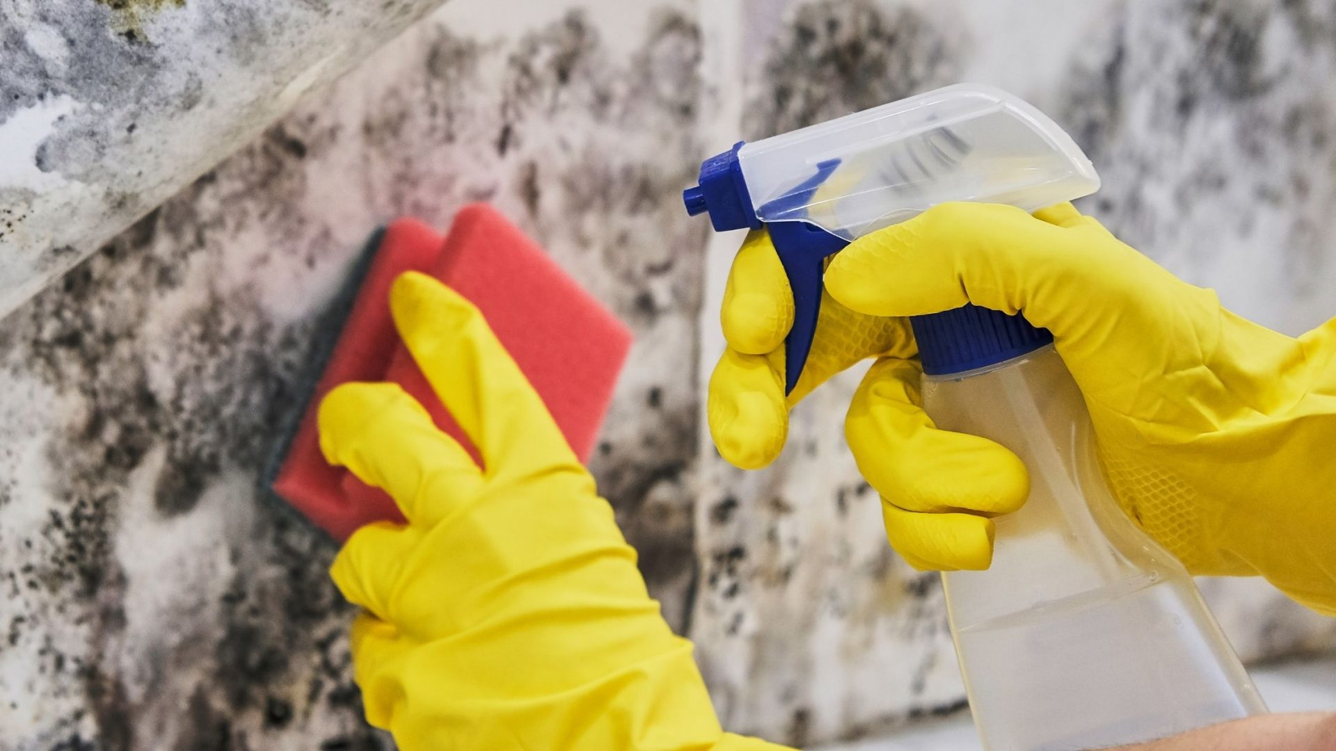 Don't Let Mold Conquer Your Motorhome