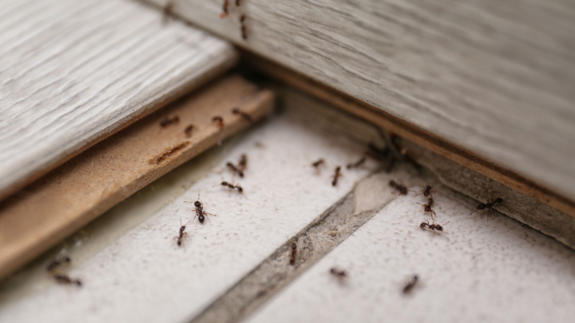 Ants