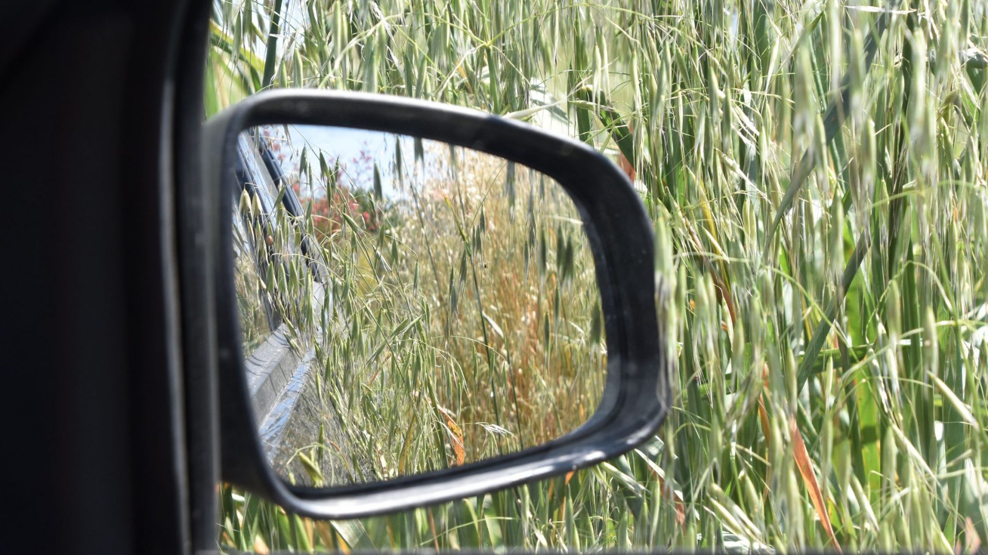 Avoid high grasses