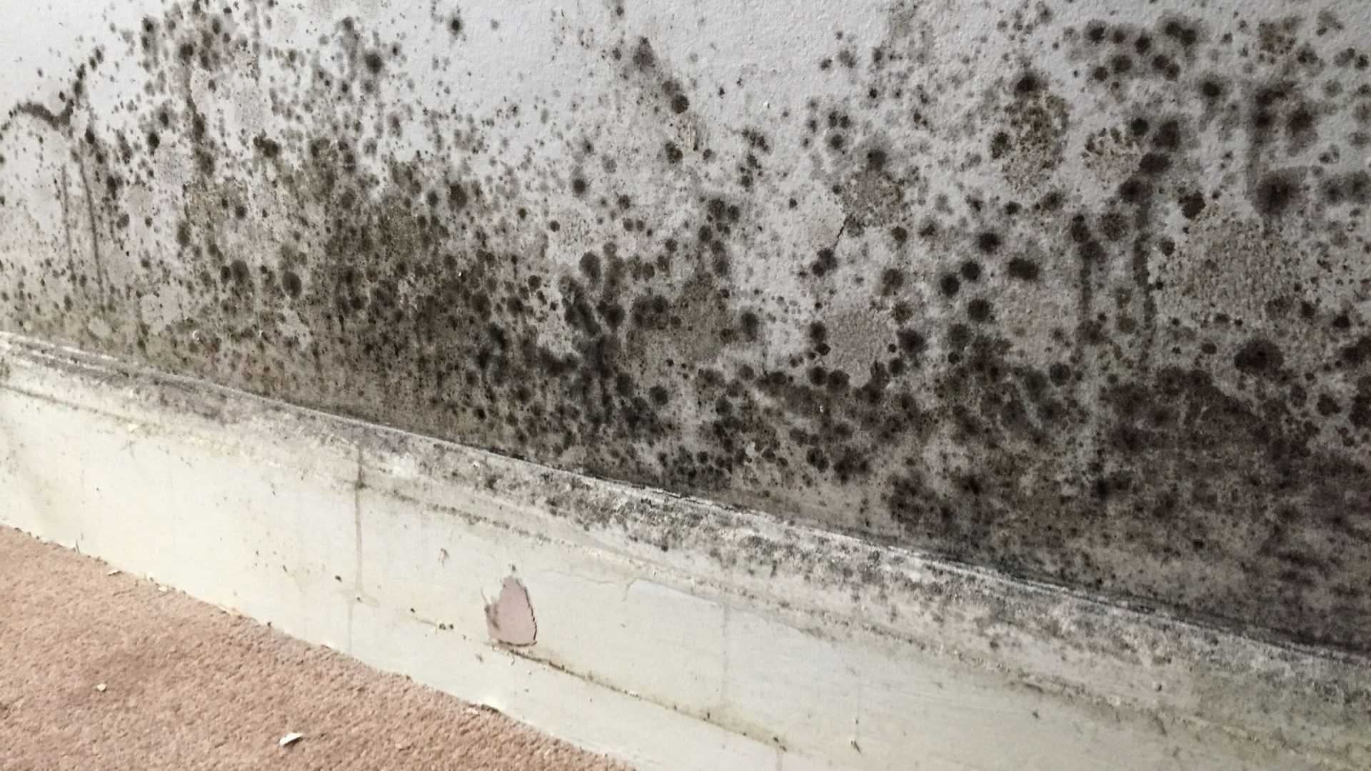 Mould Patches