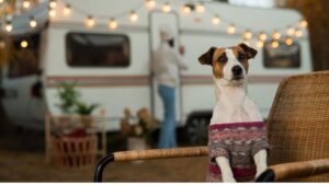 4 MinHow to Keep Your Caravan or Motorhome Clean with a Dog?