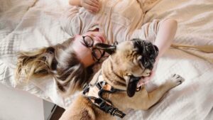 How to Make Your Caravan or Motorhome Dog-Friendly?